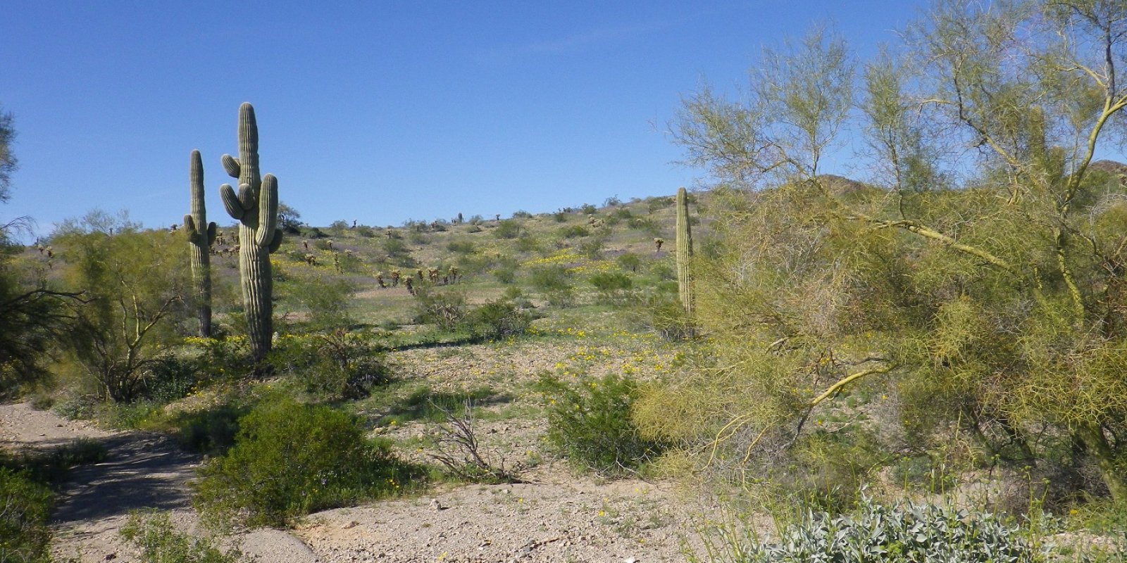 Sonoran Basin and Range Major Land Resource Area