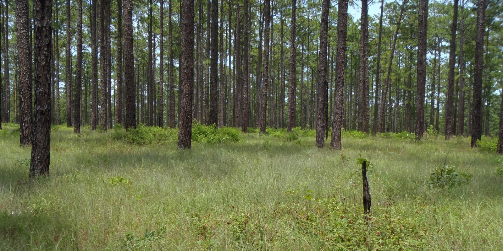 Western Coastal Plain Major Land Resource Area