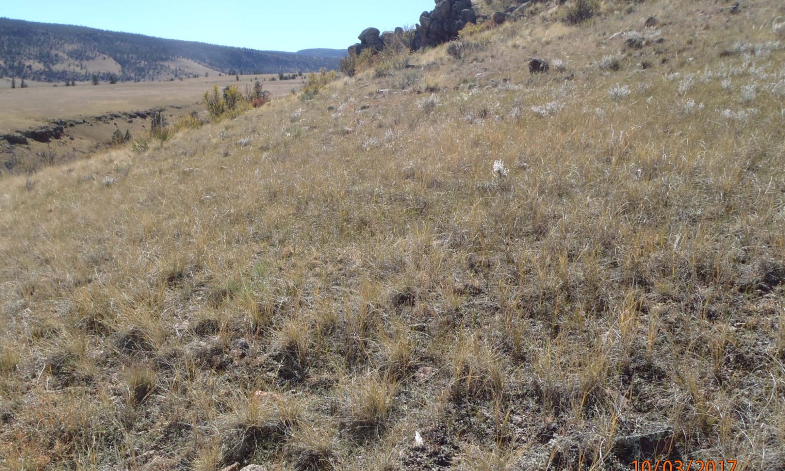 basalt hills grass