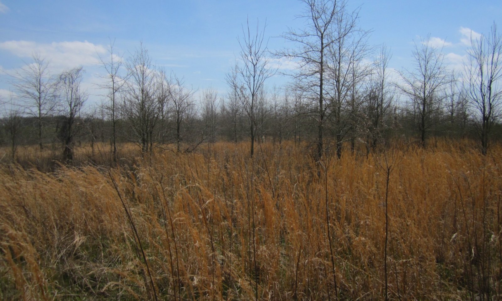 WRP planting on ridge and swale Dundee SIL, 0-3% slopes in Bolivar Co MS