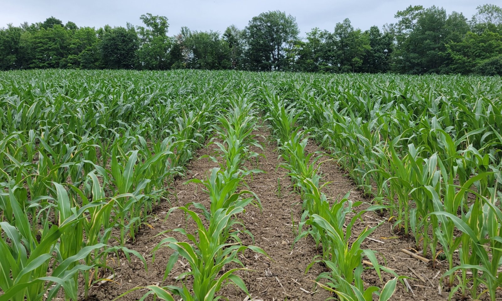 20240621_131638_resized_1