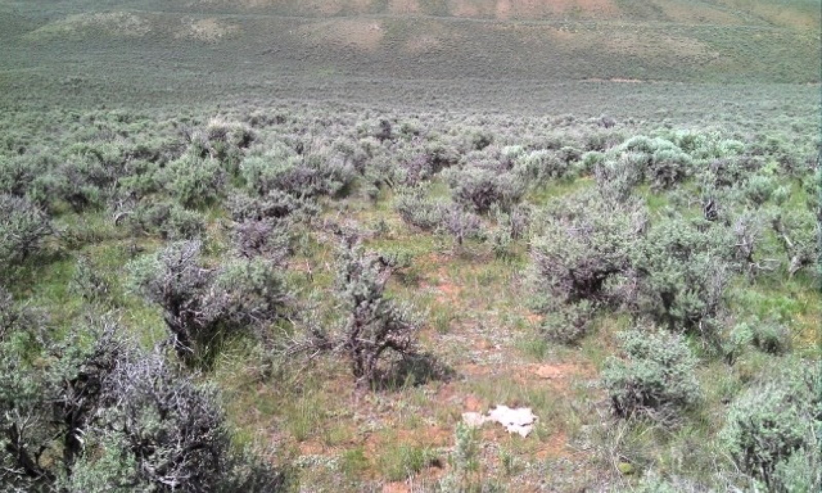 Native Grasses Provide Forage, Moisture Retention in Southwest