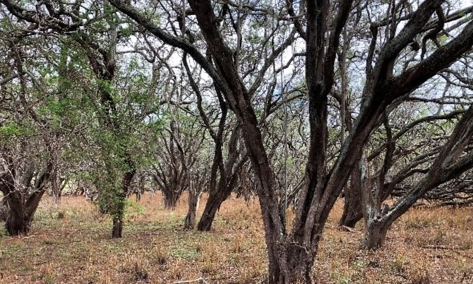 State 2 Kiawe Invaded Molokai Wash