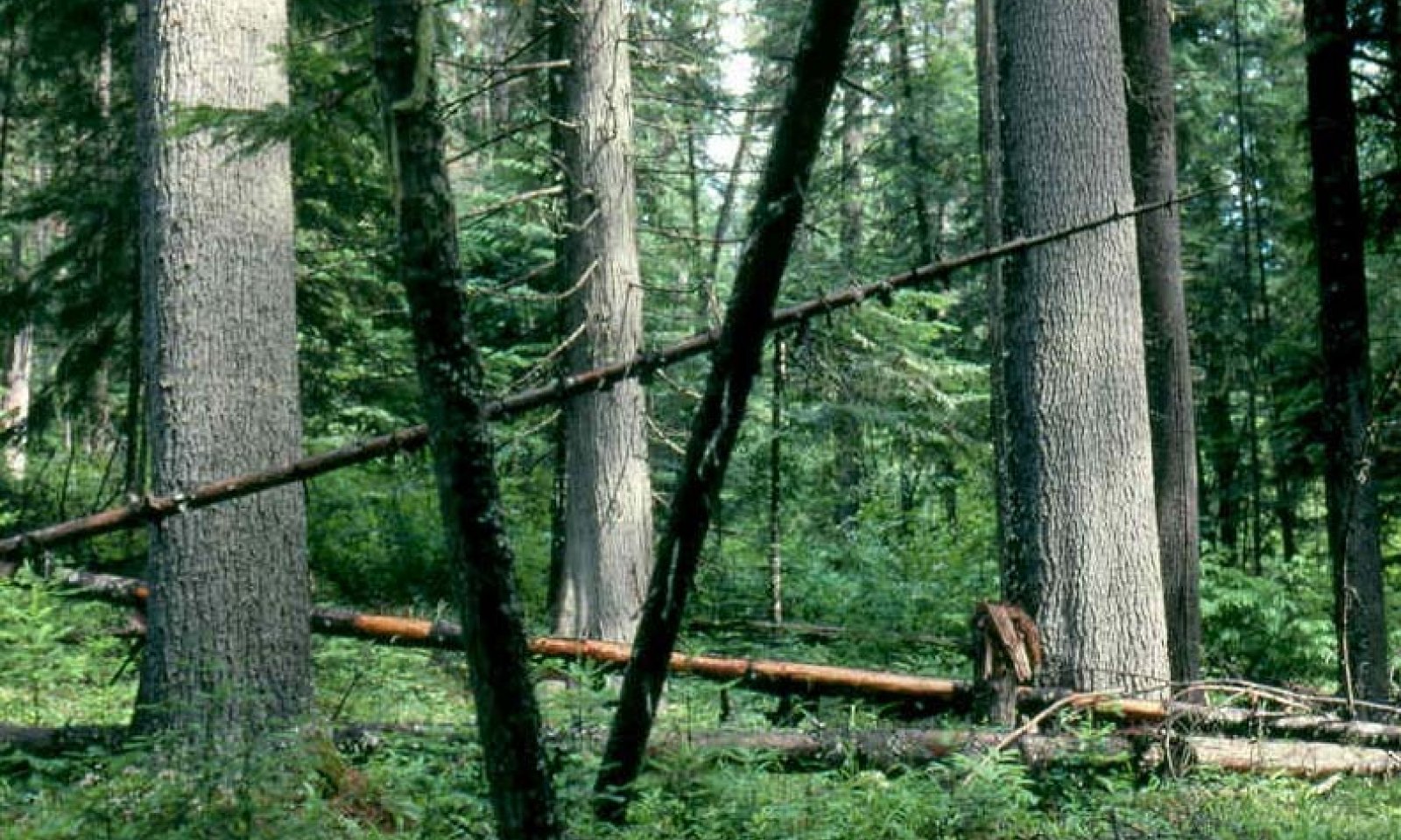 oldgrowth western white pine