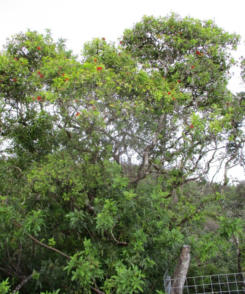 State 2 Invaded Understory