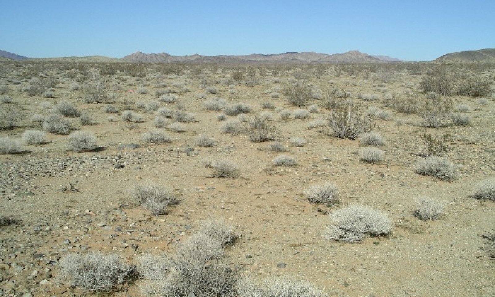 Desert Pincushion - DesertUSA