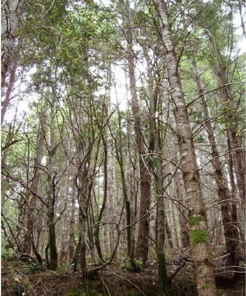 BaldHillsPrairie_LoamyUpland_PSME