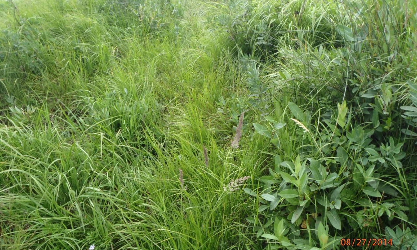 sedges, reedgrasses, tufted hairgrass, cinquefoil, willow