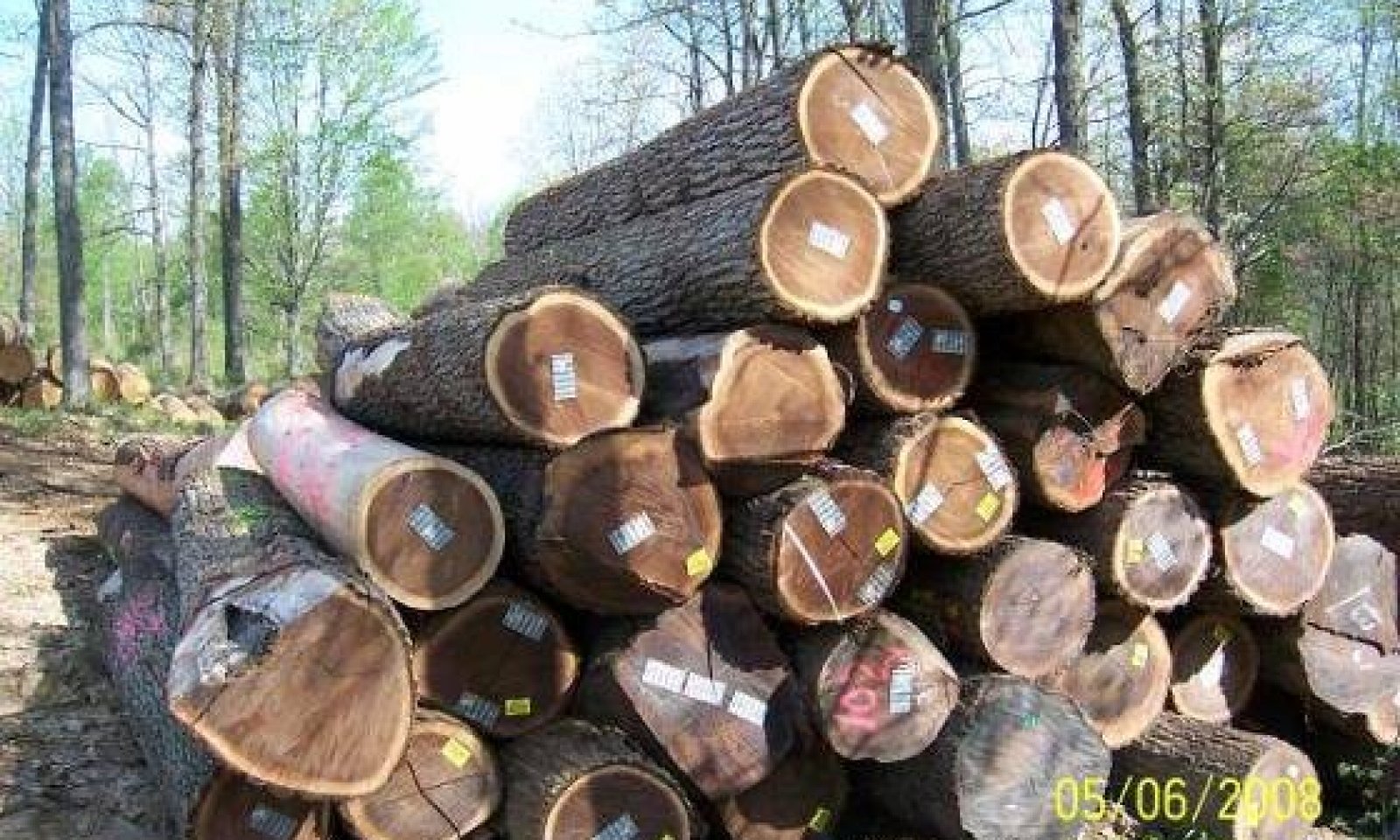 American_Black_Walnut_Logs