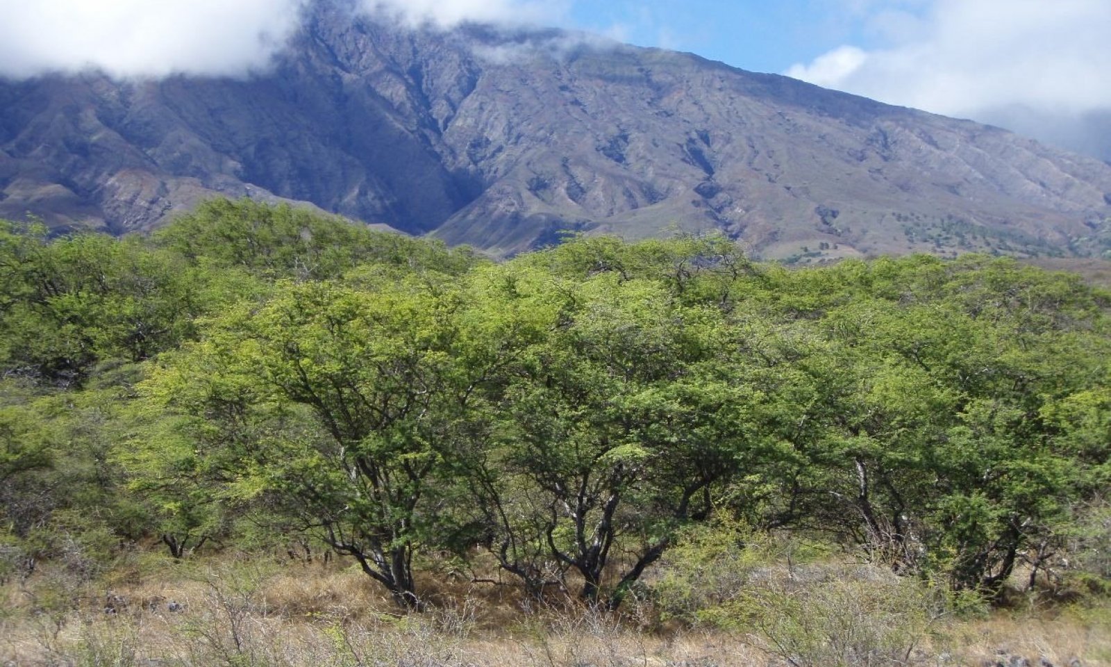 R158XY004 Kiawe Invaded