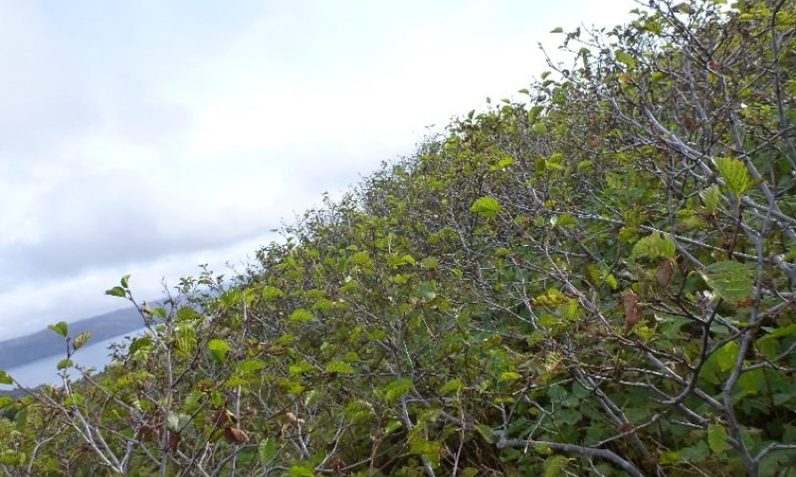 R225XY335AK_RefState_pic1