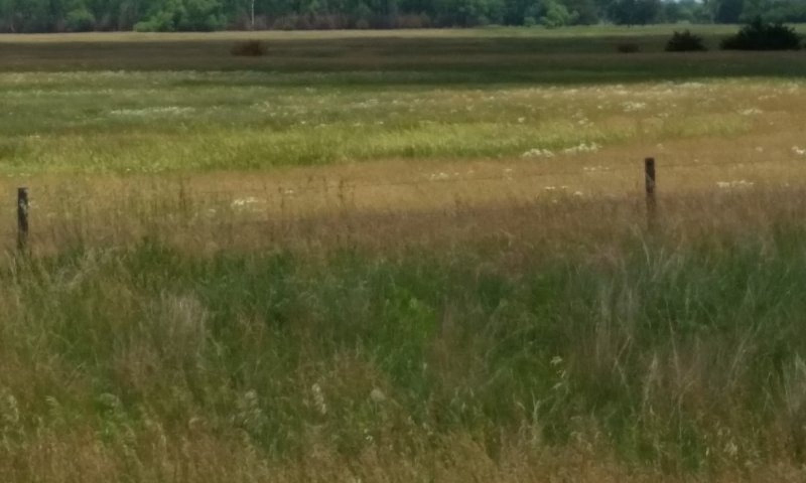 Invaded Grass State Subirrigated Ecological Site