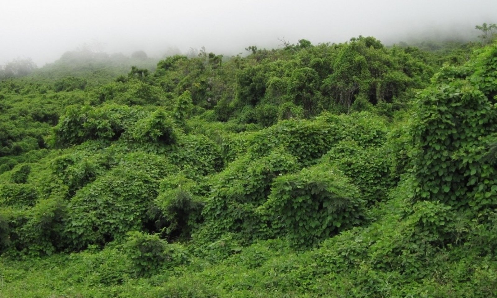 Glycine Invaded State 6-1