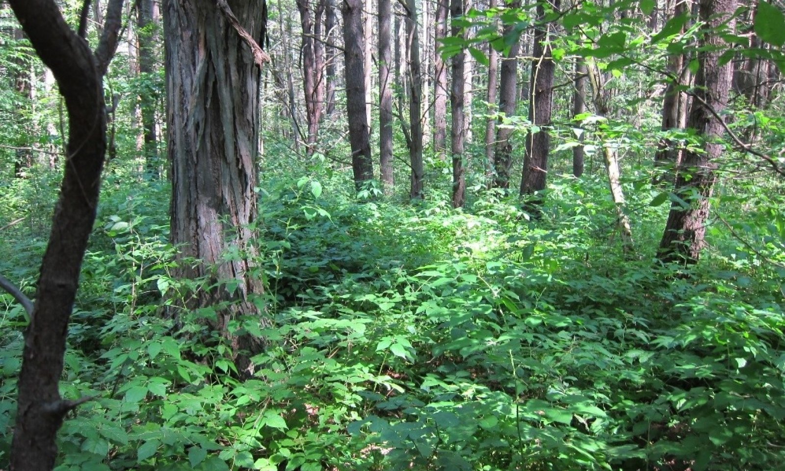 mature mesic clayplain forest_ Barrett 2015