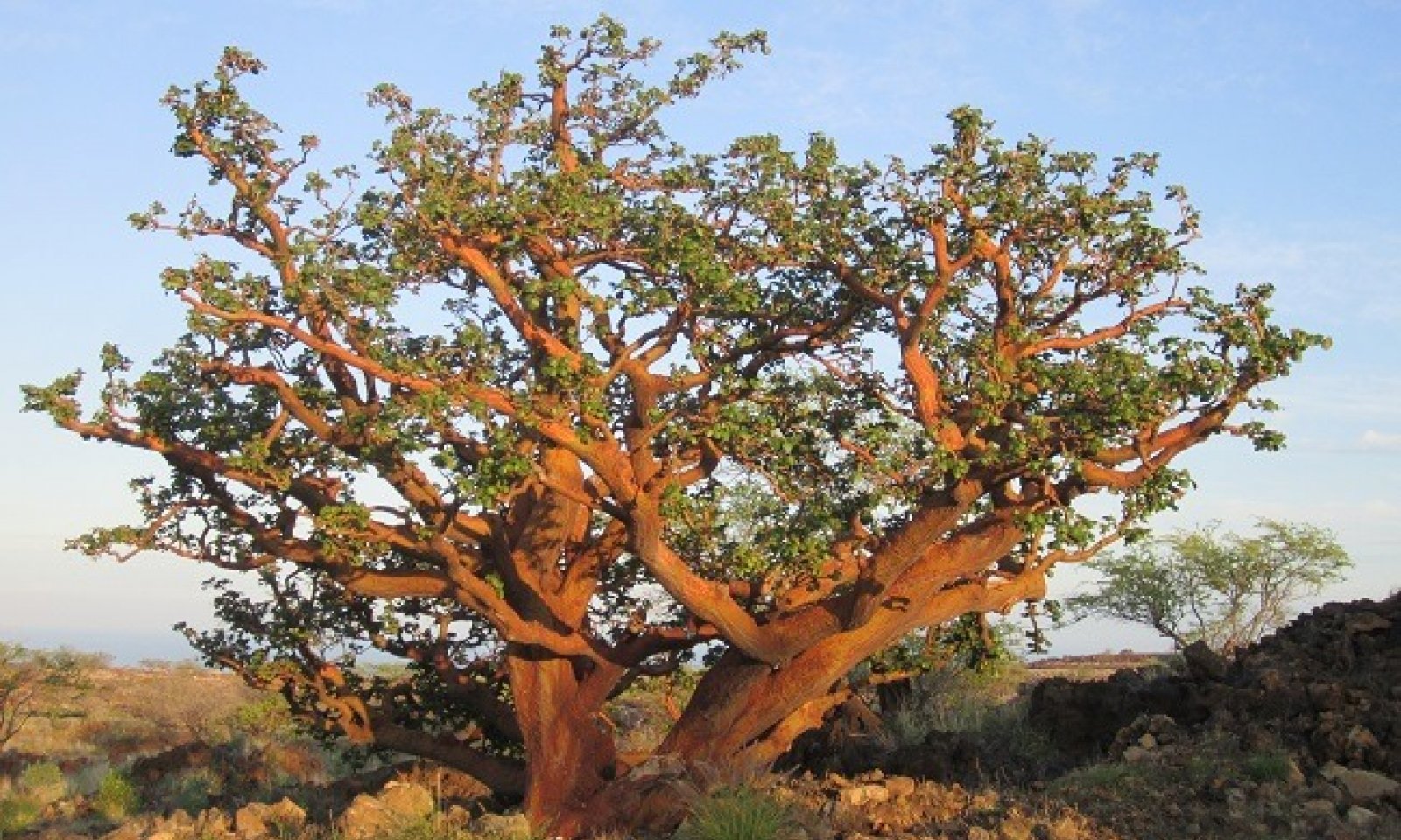 Native Savanna State