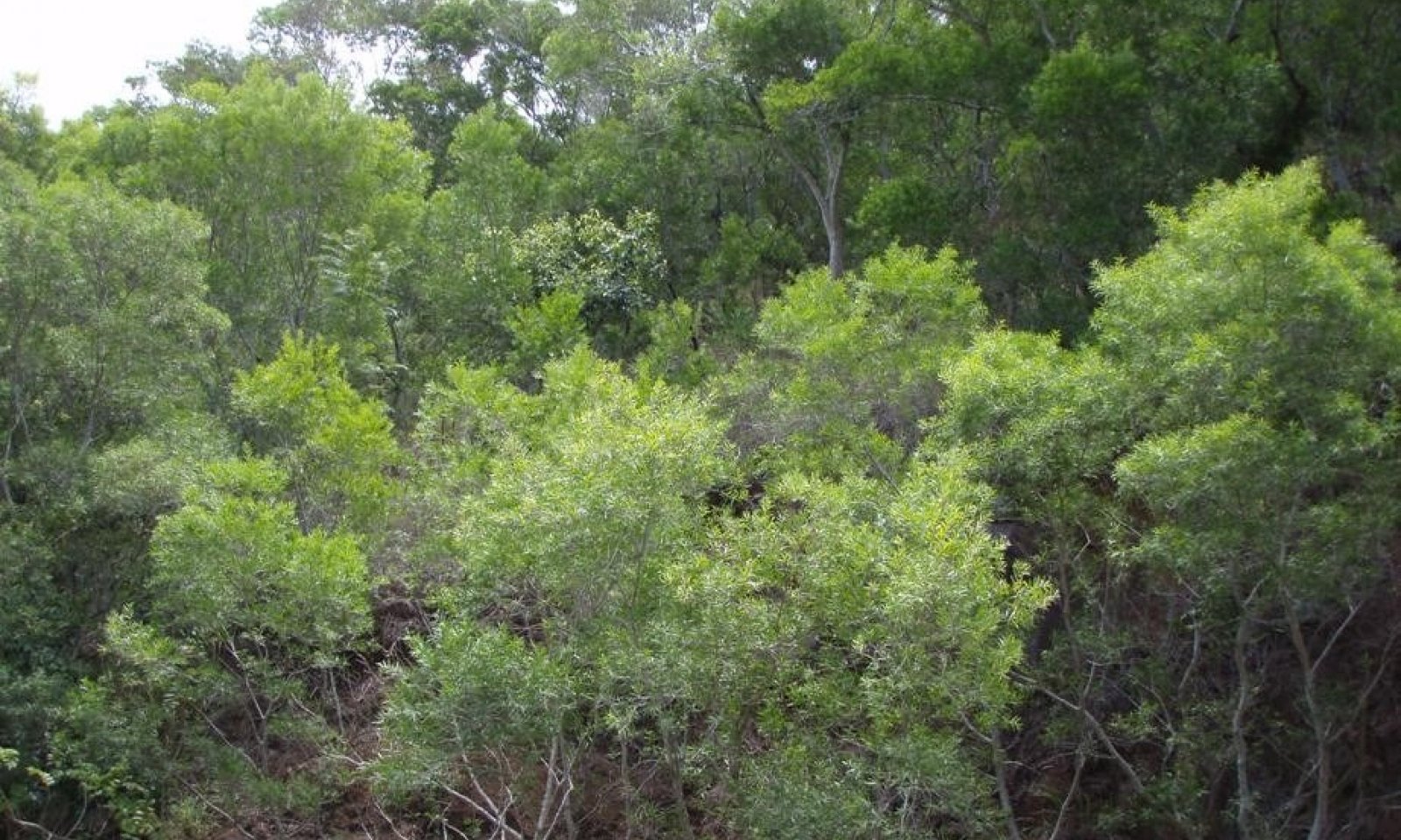 R158XY401 State 5 Exotic Tree Invaded - Acacia confusa