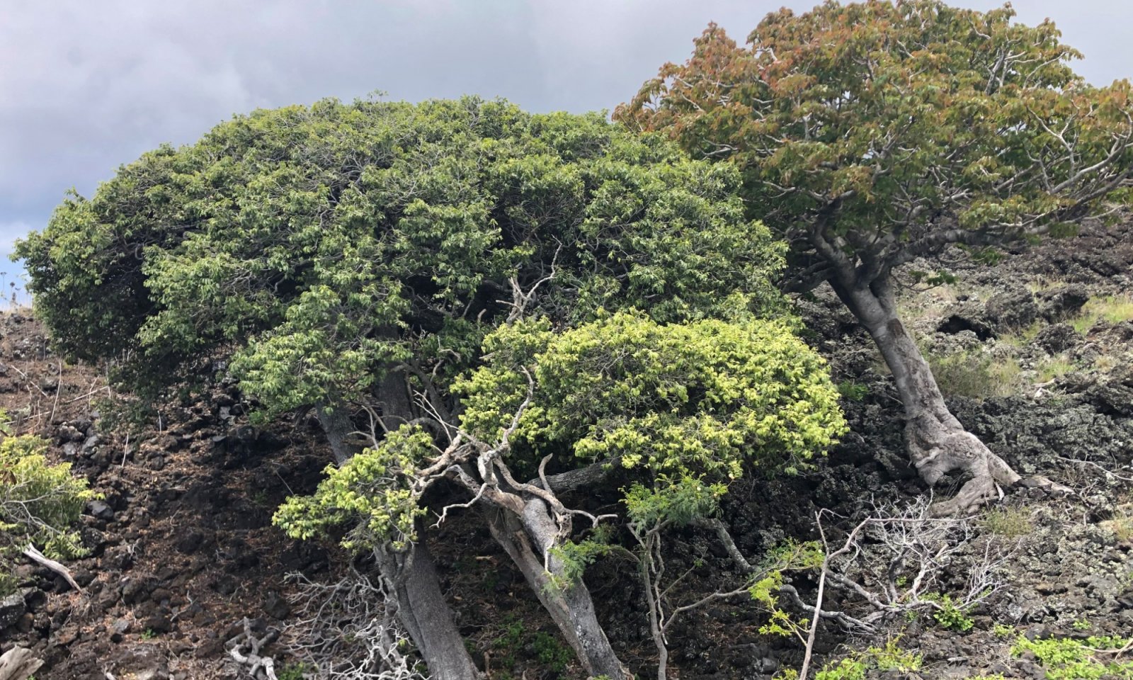 158XY004 Native Savanna Lama Ohe Makai