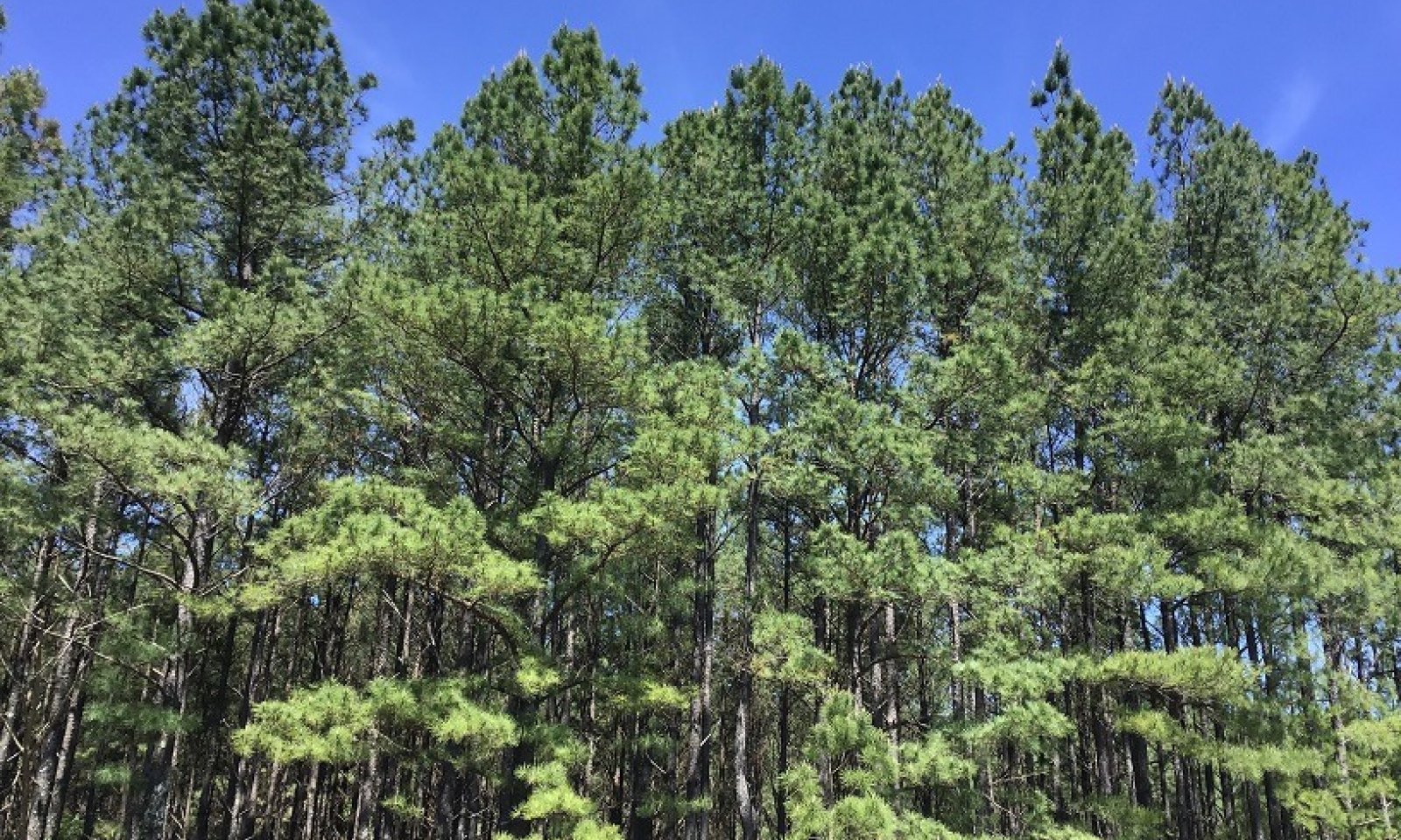Pine Plantation State_SSsteep