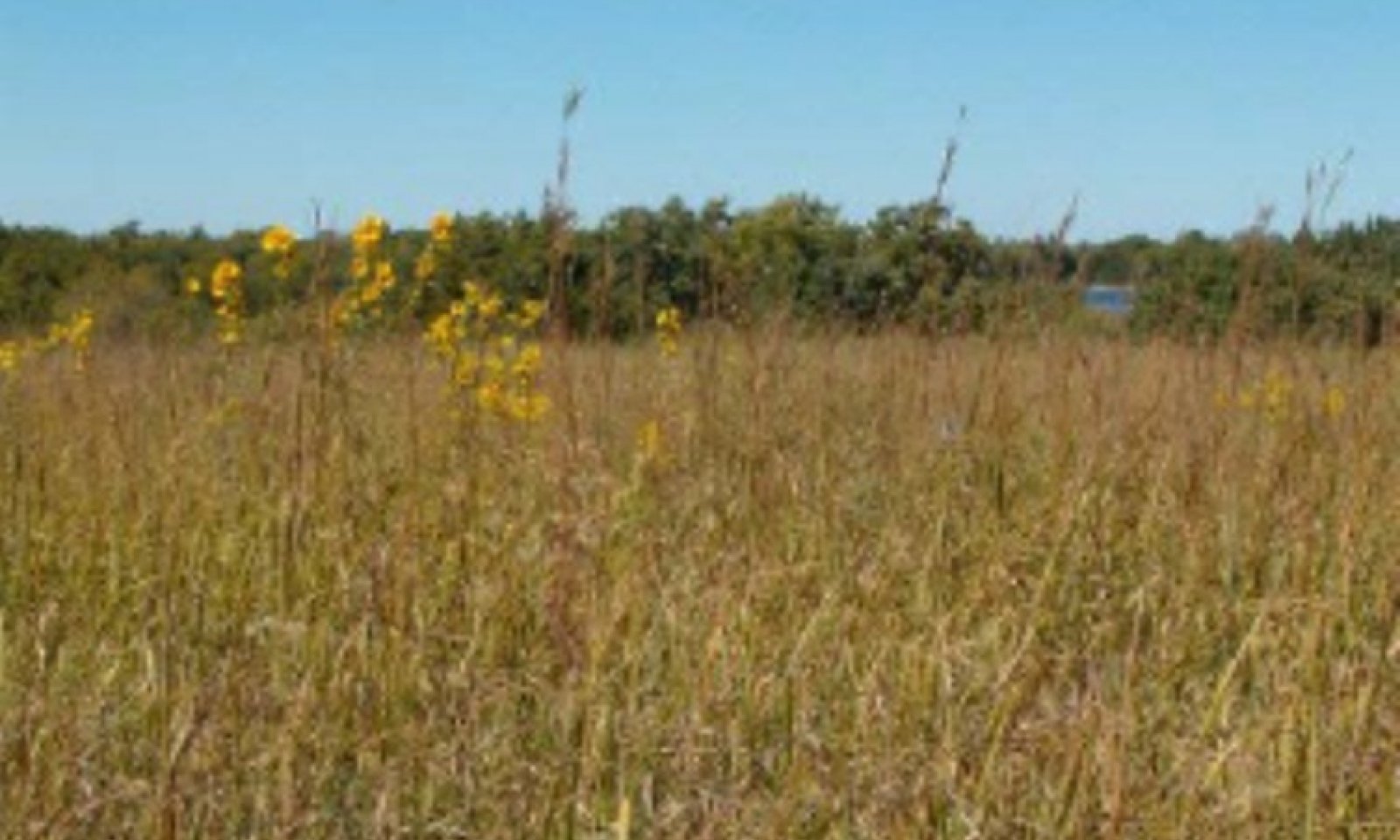 Clayey Upland Reference Community