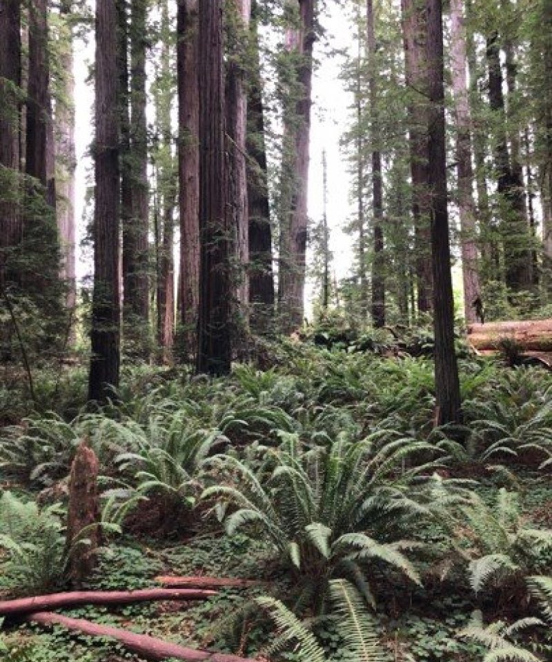 RedwoodOnSlopesUPRIGHT