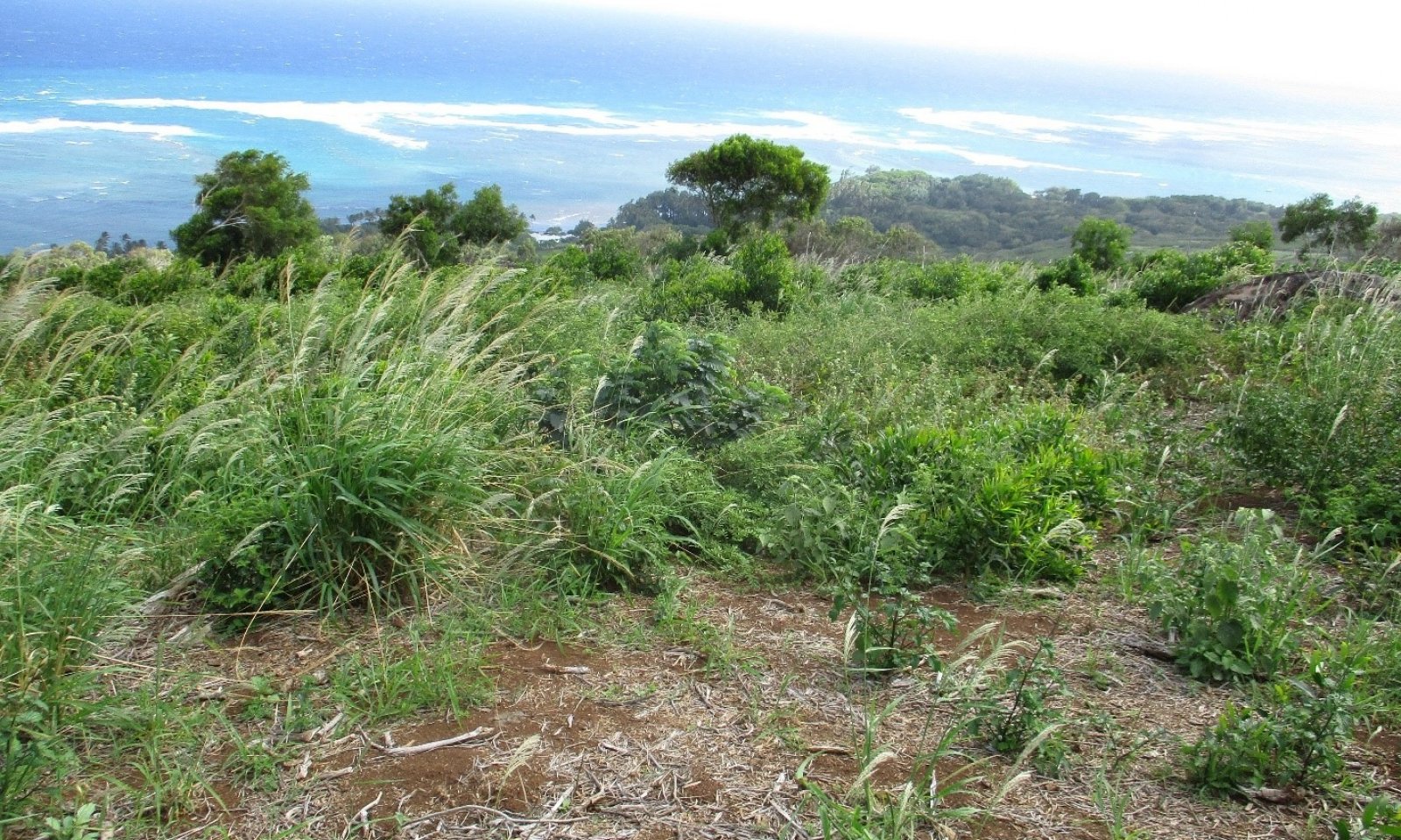 State 5 Weed Invaded Grassland 2