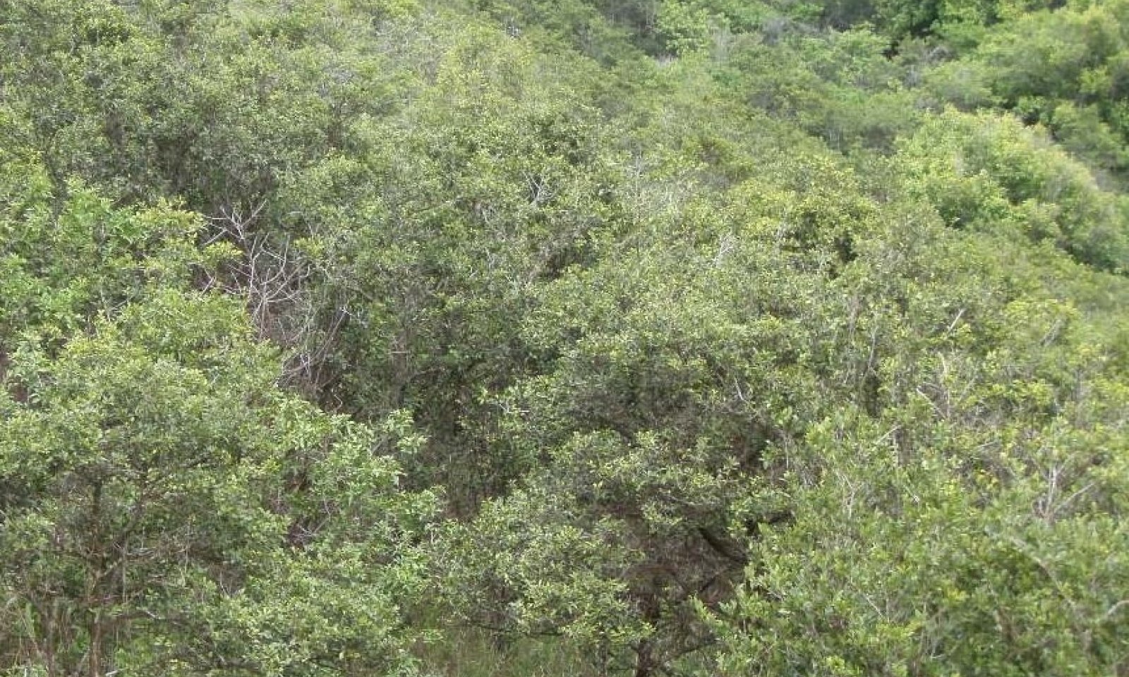 R158XY401 State 2 Invaded Understory - A