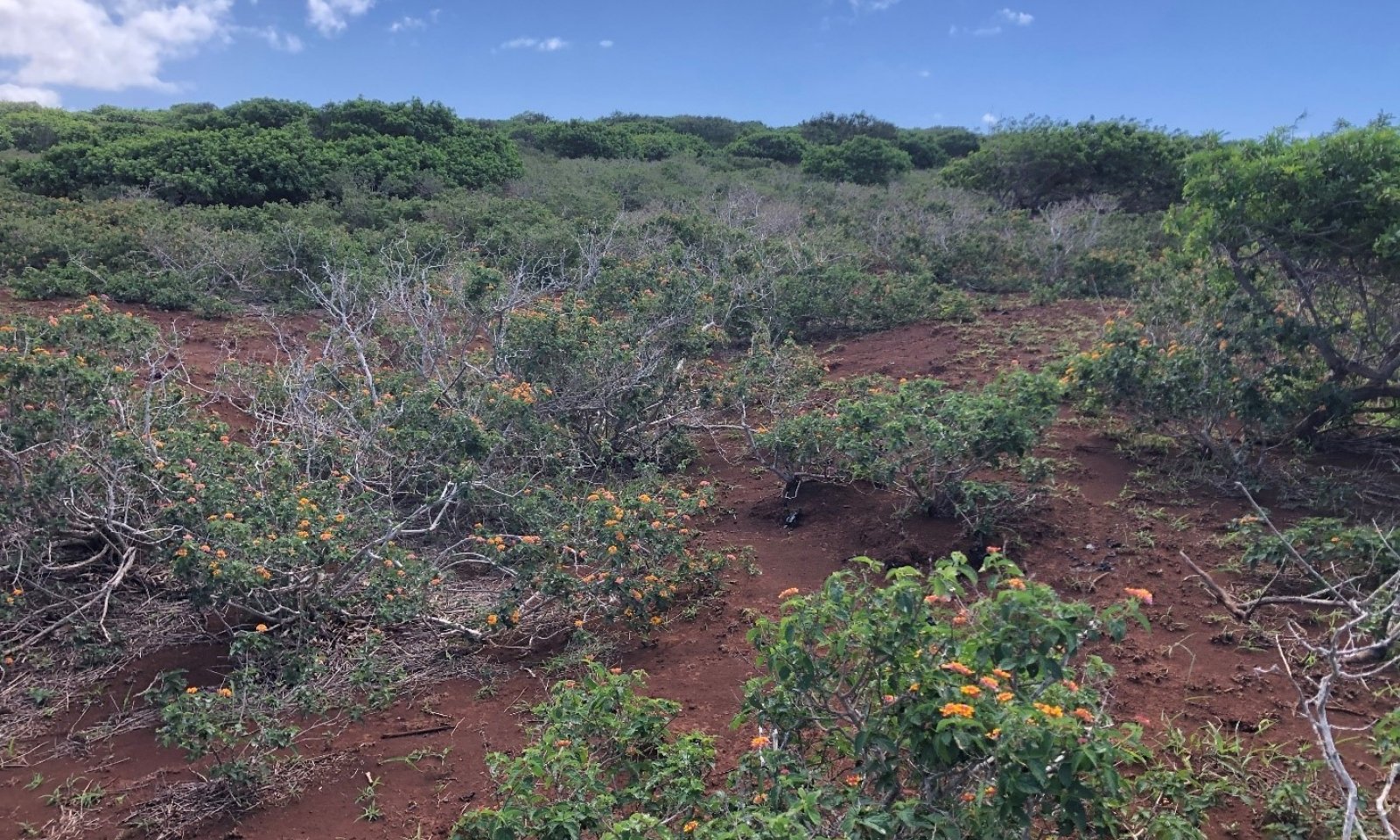R158XY401 State 4 Shrub Invaded Hoolehua Soils
