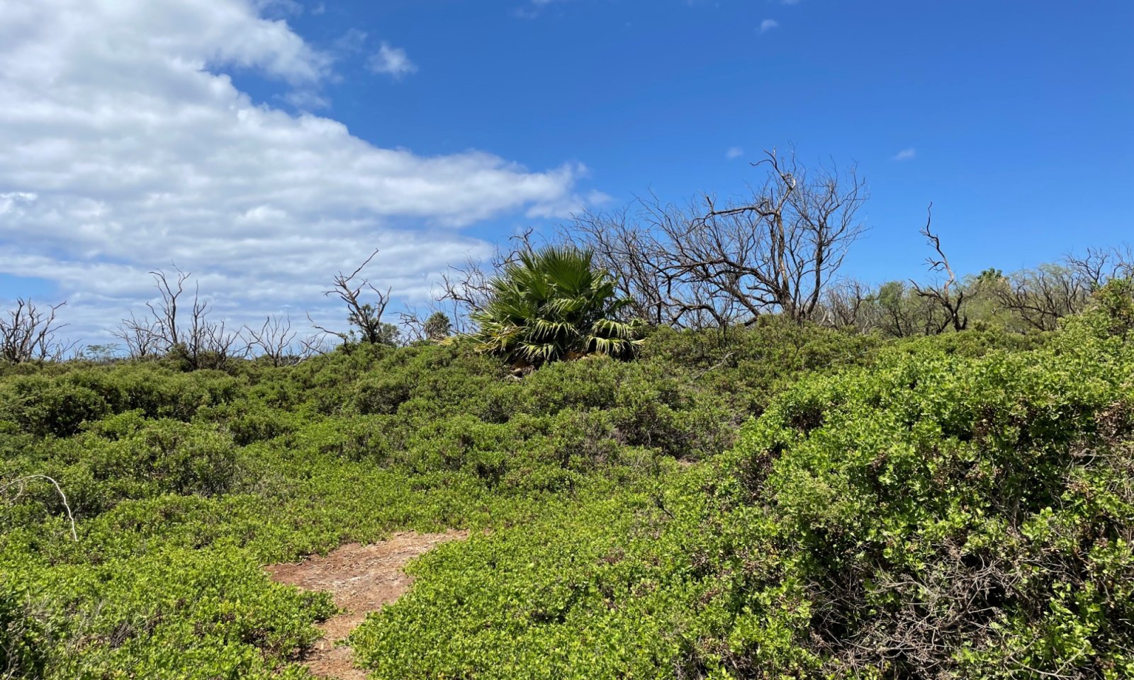 kiawe-pluchera-pickleweed lowlau