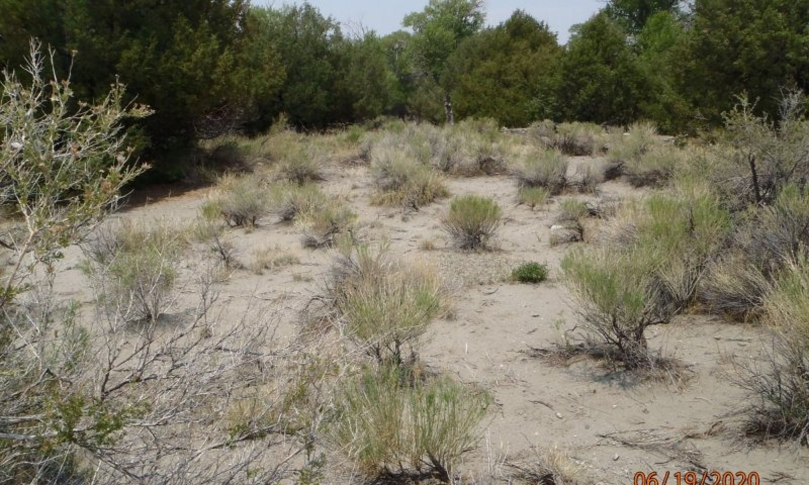 Shrubs degraded