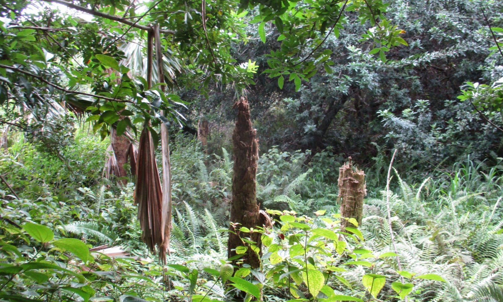 Invaded Overstory and Understory