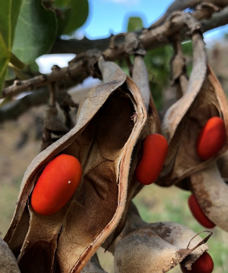 wiliwili seeds cropped
