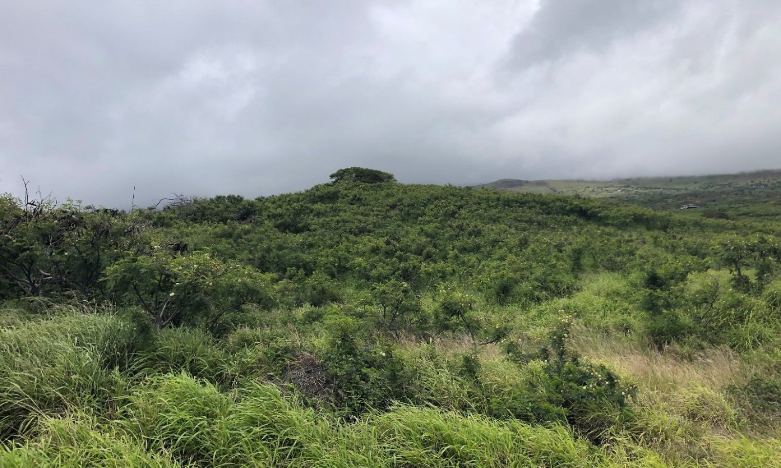 State 4 Shrub Invaded Grassland