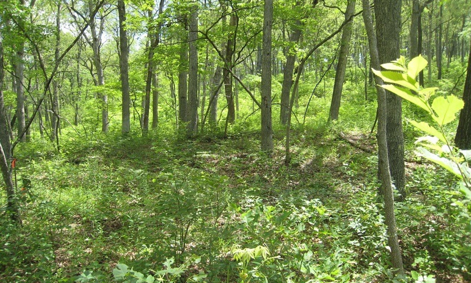 F115BY005MODanielBooneCA_sized