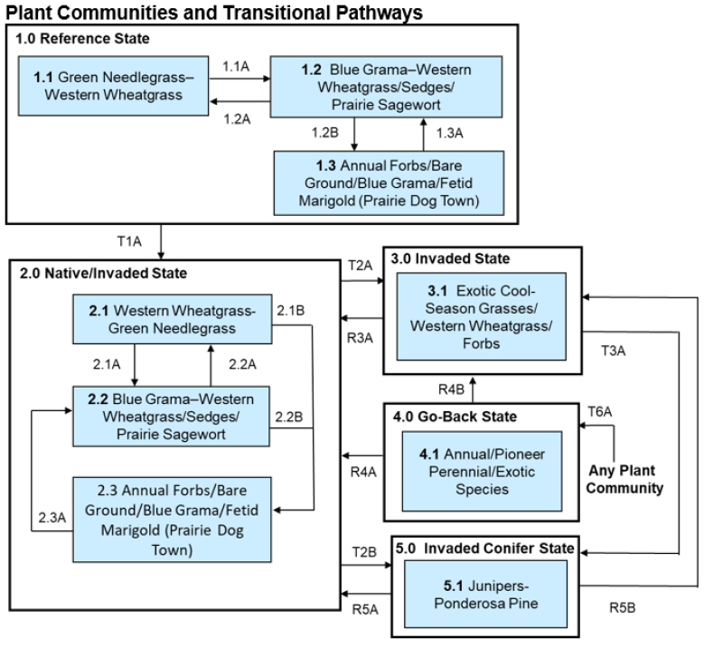 Model diagram