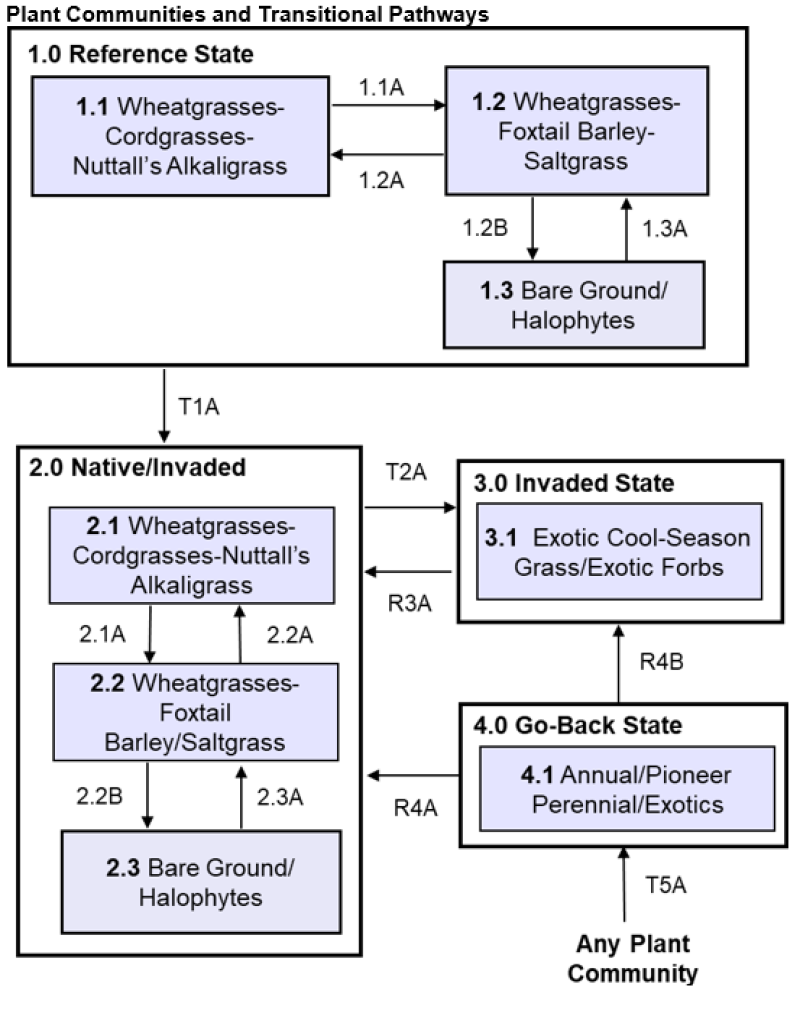 Model diagram