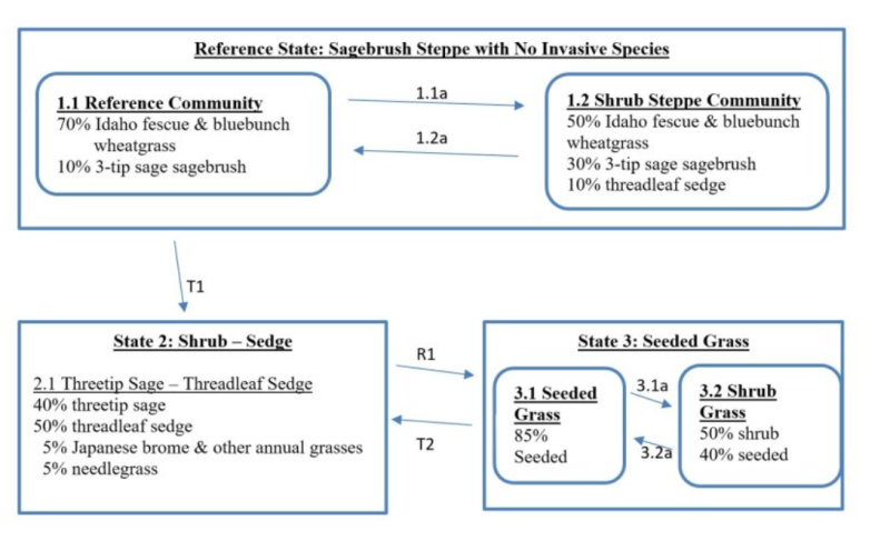 Model diagram