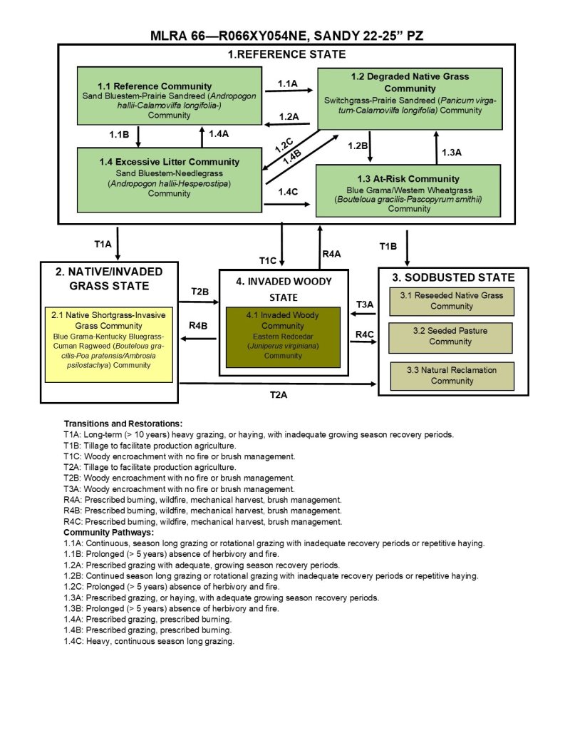 Model diagram