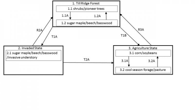 Model diagram