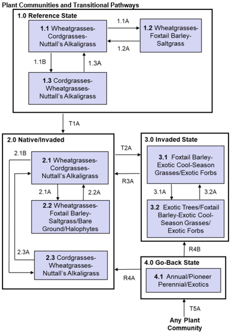 Model diagram