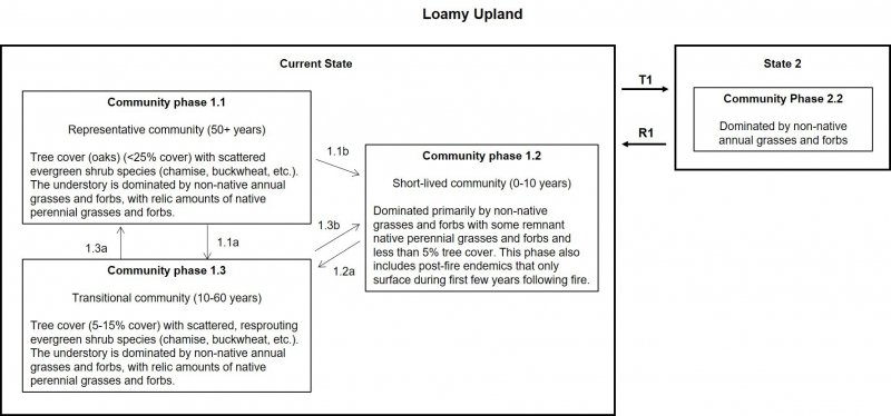 LOAMY_UPLAND_STMDiagram