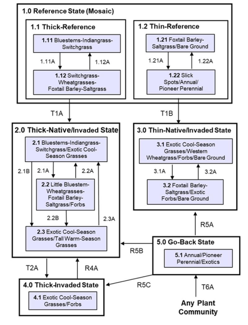 Model diagram