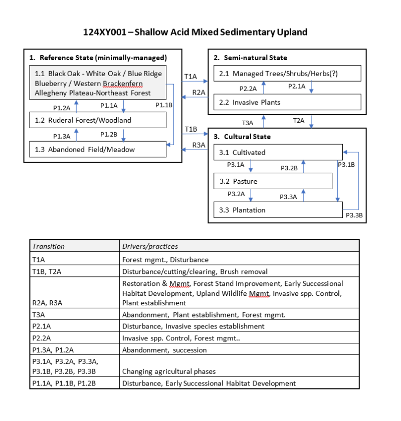 Model diagram