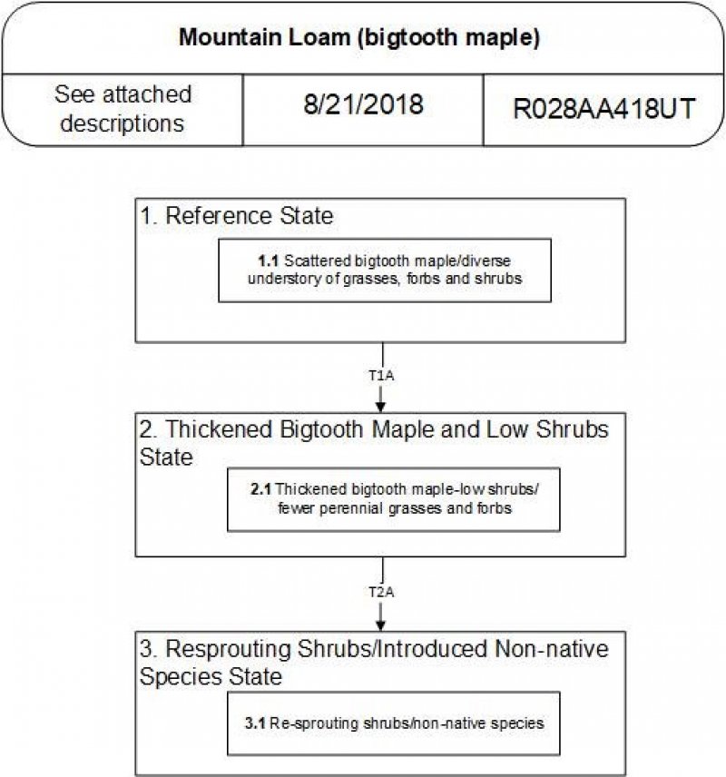 Model diagram
