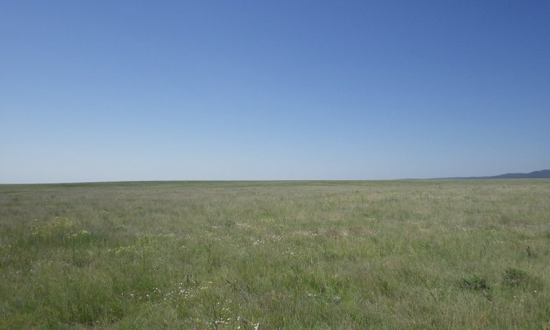Diverse Grasses and Shrubs
Blue Grama-Western Wheatgrass-Sand Dropseed-Vine Mesquite/Alkali Sacaton