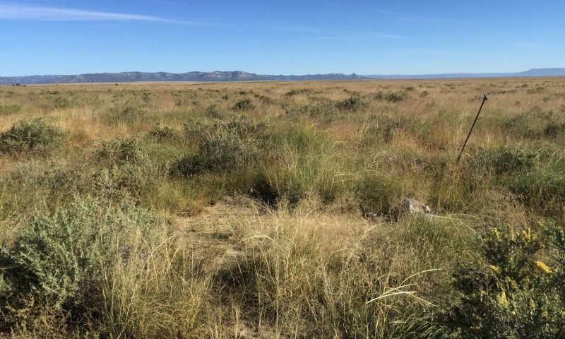 At risk: Alkali sacaton, other grasses and forbs—hydrologically altered with blown-out patches