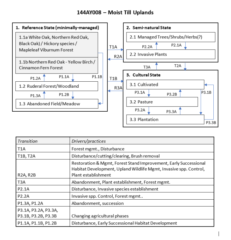 Model diagram