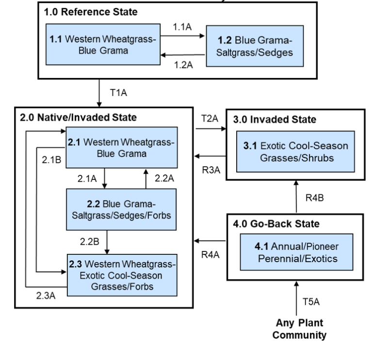 Model diagram
