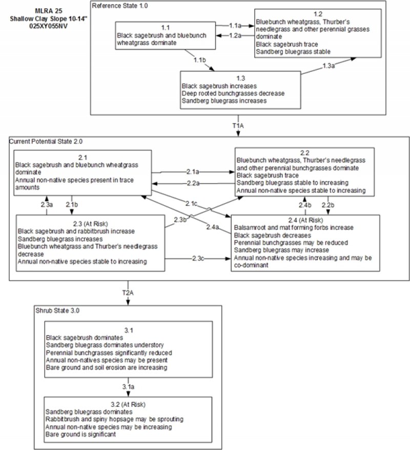 Model diagram