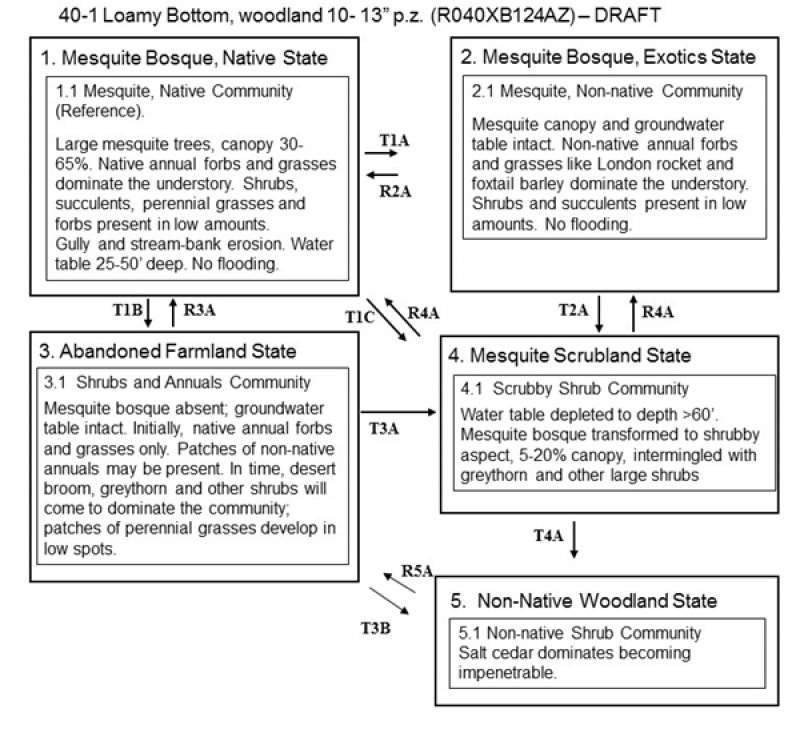 Model diagram