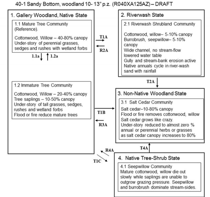 Model diagram